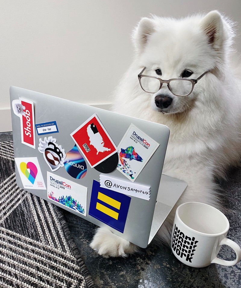 samoyed glasses