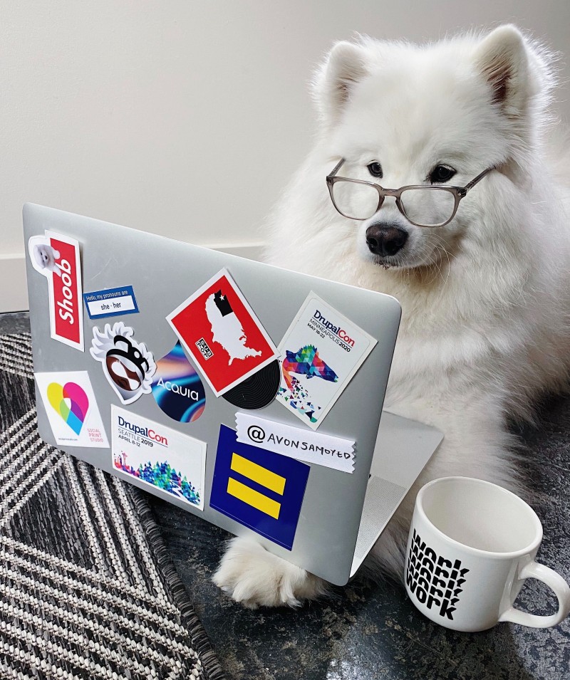Samoyed wearing glasses looking at a laptop covered in Drupal stickers