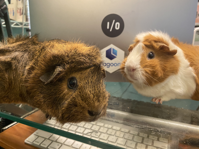2 guinea pigs sitting in front of a macbook