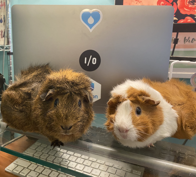 two guinea pigs in front of a laptop