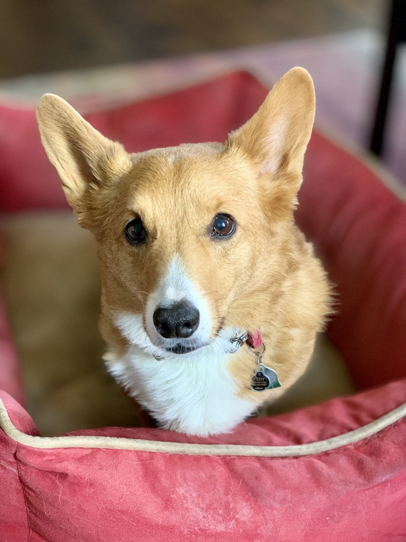 Tedy the corgi