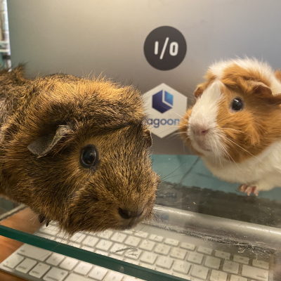 2 guinea pigs sitting in front of a macbook