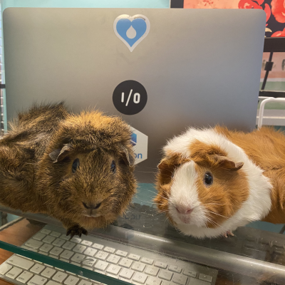 two guinea pigs in front of a laptop