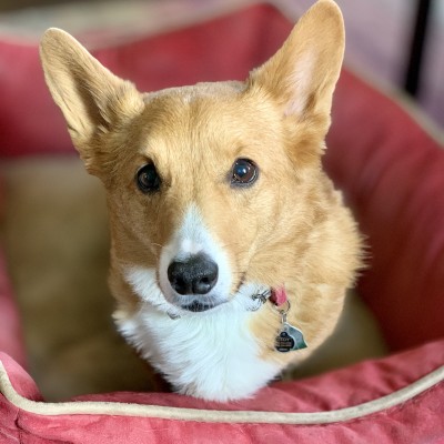 Tedy the corgi